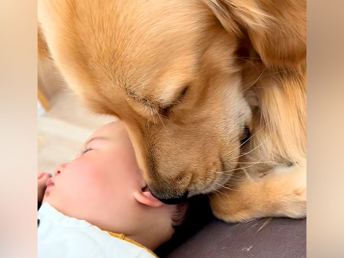 寝ている赤ちゃんのそばにやってきた大型犬→ウトウトしてると思ったら…泣けるほど尊い『まさかの展開』が42万再生「見守りゴルソック」と反響