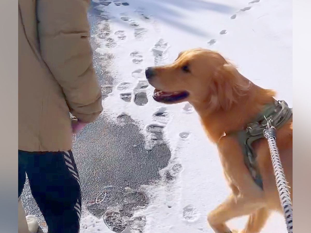 毎日散歩中に会う『犬が苦手なおばあちゃん』→いつもは触ってくれなかったのに…想定外だった『まさかの光景』が134万再生「涙出た」と感動