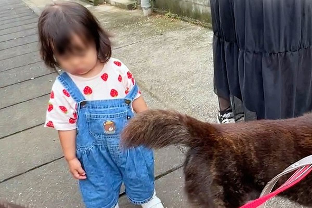 小さな女の子を連れて『お散歩』をする甲斐犬→『守らなきゃ』と本能が働き…まさかの『SPのような警護』が31万再生「頼もしい」「尊い…」