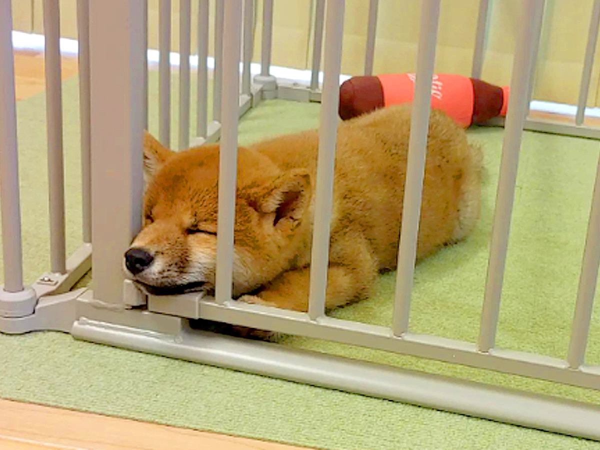 『豆柴の赤ちゃん』をお迎え→小さいまま育つと思っていたら…2年後の『想像もしていなかった光景』に驚き　わんぱくな様子に思わずほっこり