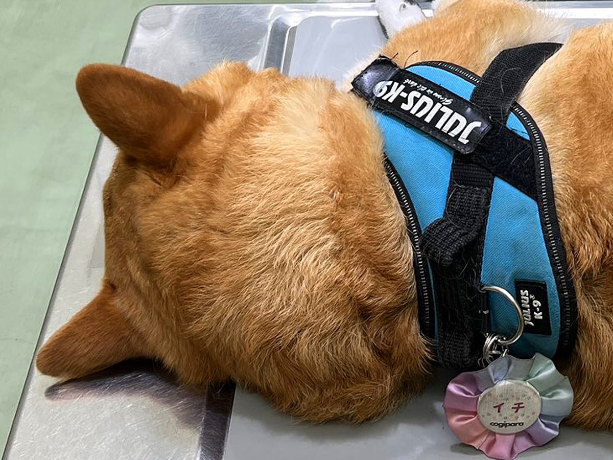 動物病院で先生を待つ犬→診察台に乗せられた結果…只者ではない『衝撃的な態度』に３万いいね集まる「大物すぎるｗ」「余裕で草」と反響