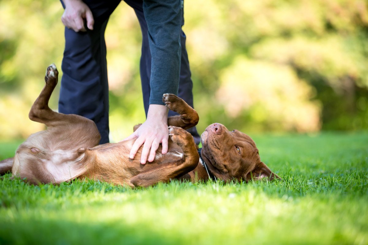 あなたは気づいてる？犬が『遊ぼうよ』と誘っている5つのサイン