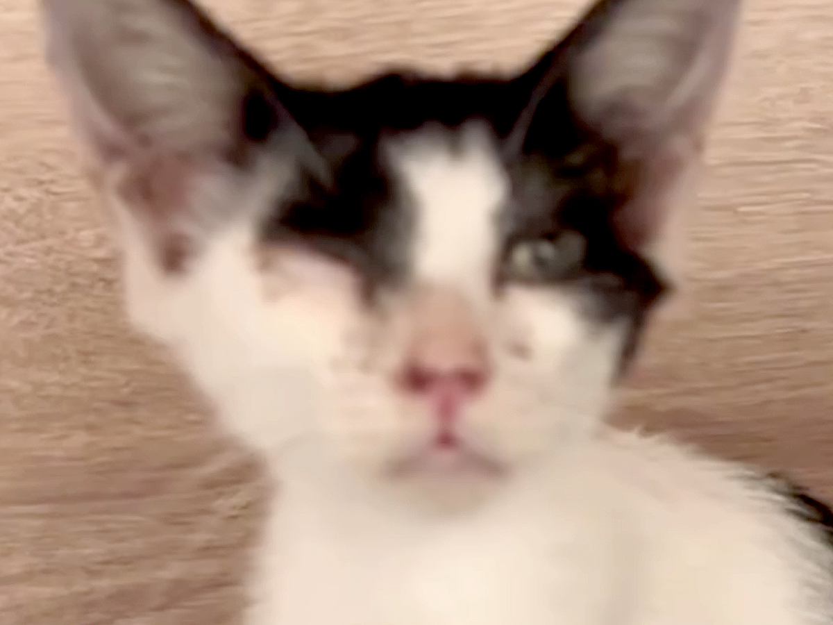 病気で倒れていた野良猫の赤ちゃんを保護→心配した『2匹の犬』が…涙が出る『素敵すぎる展開』が5万再生「泣けちゃう…」「愛情たっぷり」