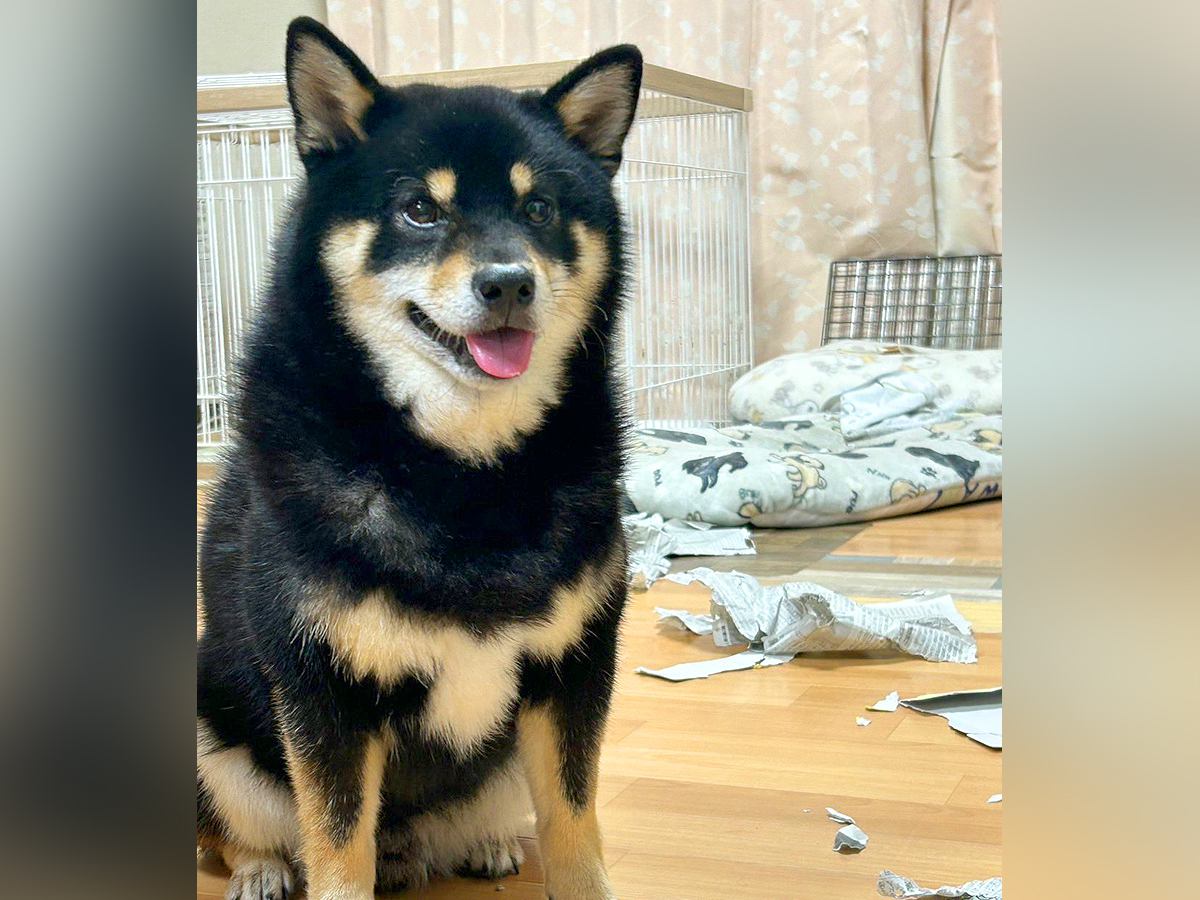 『わたしがやりました』少しだけ、犬から目を離したら…まさかの『悲惨な光景』に1万いいね「潔くて笑ったｗｗ」「自首してて草」と爆笑の声