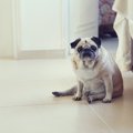 犬に絶対NGな『生活…
