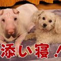 お誕生日おめでとう……
