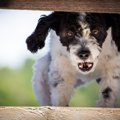 犬が本気で噛んでく…
