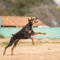 犬がやりがちな『ド…