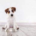 犬がご飯を食べてく…