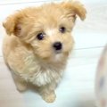 ご飯が楽しみすぎる…