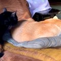 座椅子でお昼寝して…