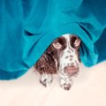 犬のメンタルが弱っ…
