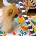 鈴の音が聞こえてき…