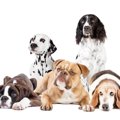 『犬を多頭飼いして…