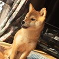 室内トイレ（おしっ…