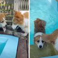 兄犬が溺れてる！？…