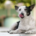 犬がおやつの場所を…