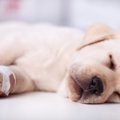  犬の水虫とは？原因…