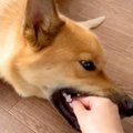 犬が噛んできたので…