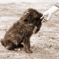 迷子犬と出会った時…