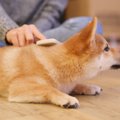 柴犬のブラシのおす…