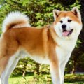 『初心者は飼うべき…