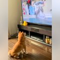 朝、テレビに映った…