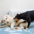 犬同士の喧嘩が起こ…