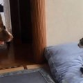 「そこは私のベッド…