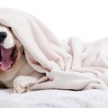 犬用の毛布やブラン…