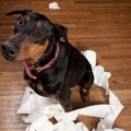 犬も人間もティーン…
