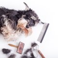 犬の抜け毛対策の悩…