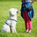 愛犬がお座り・待て…