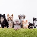 多頭飼いについて～…