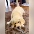 赤ちゃんの頃『ペッ…
