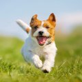 愛犬の笑顔を増やす…