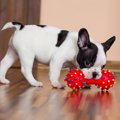 犬が『飼い主に来て…