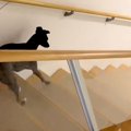 階段を下りる犬を撮…