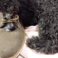 犬のイタズラしたく…