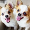 愛犬にあなたはでき…