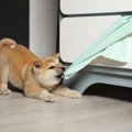 『しつけが出来てい…