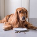 犬のごはんの食べ方…