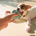 犬にも『赤ちゃんグ…