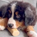 夫婦で大型犬の赤ち…