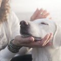 犬を飼ったらやめな…