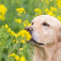 犬が死ぬ可能性も？…