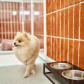 犬はペットホテルで…