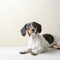 犬は『時間』を理解…