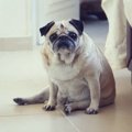 犬がしている『危険…