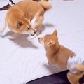 子犬が布団に乗ろう…